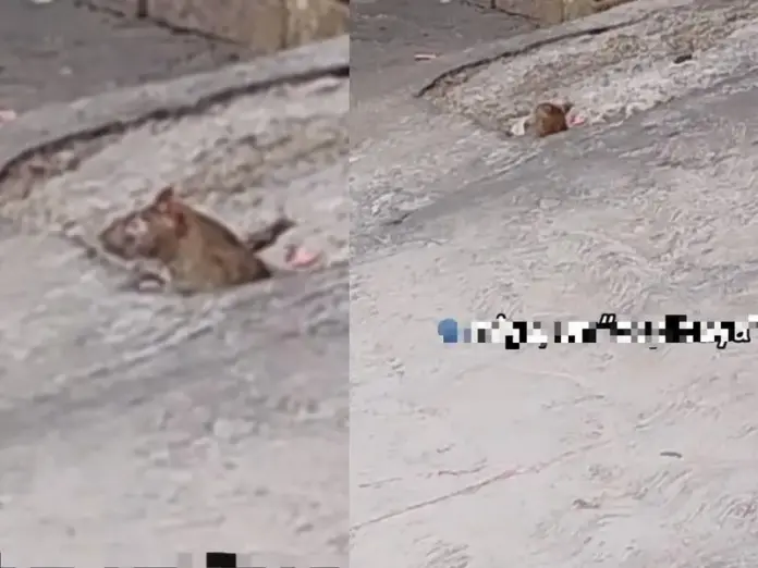 Niño confunde rata con capibara y enternece a miles en TikTok