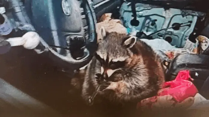 #Video: Mujer es arrestada tras consumir metanfetamina con su mapache