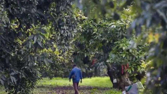 Tras detectar a menores de edad trabajando en condiciones prohibidas por la ley, la Fiscalía General de la República (FGR) ha iniciado una serie de carpetas de investigación en Michoacán por posibles delitos contra la legislación laboral.