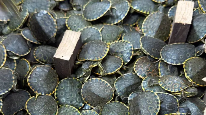 Rescatan mas de 3 mil tortugas que eran traficadas en Chiapas