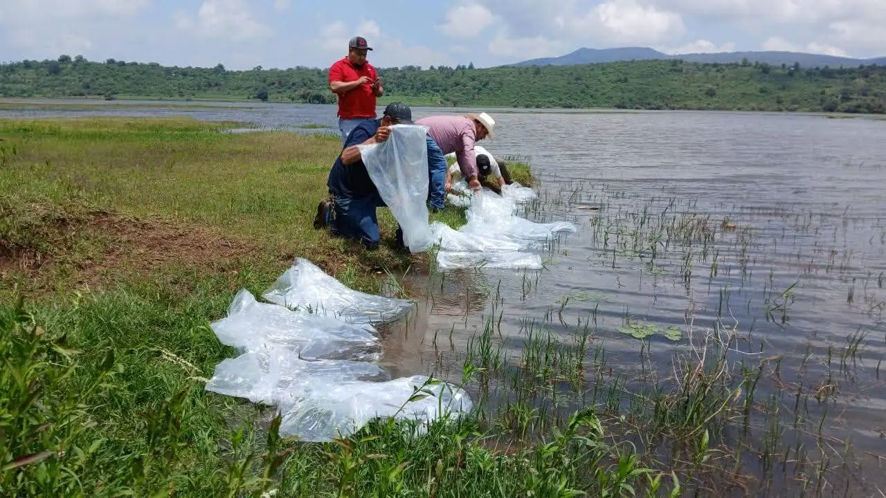 Impulso al sector acuícola fortalece el desarrollo local: Julio César Conejo Alejos Impulso al sector acuícola fortalece el desarrollo local: Julio César Conejo Alejos