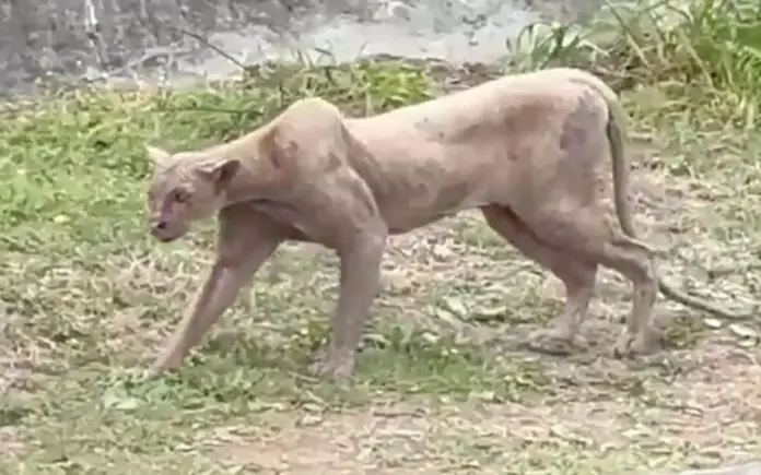 #Video: Puma es captado en las calles de Monterrey; termina cazando a un gato.