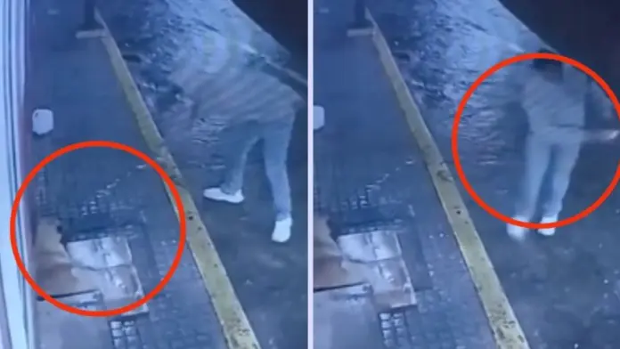 #Video: Hombre ebrio lanza botella de cerveza a perrito que se encontraba durmiendo en la calle