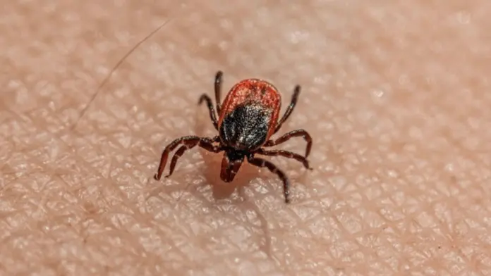 México reporta 40 muertes y más de 180 casos confirmados de rickettsiosis en 2025
