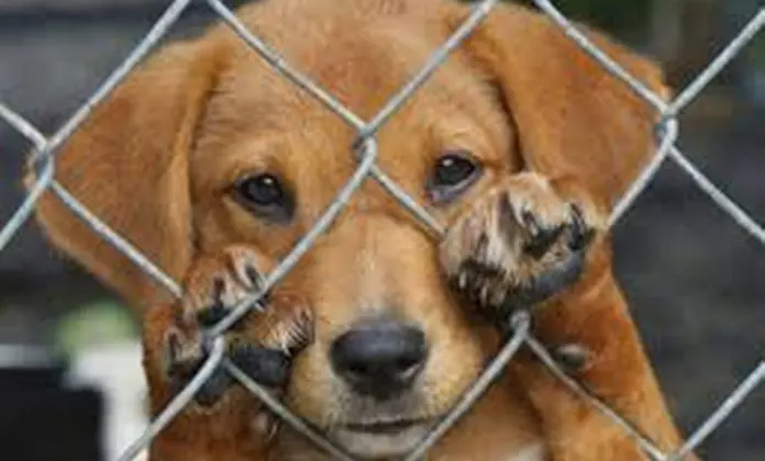 Brutal crueldad animal indigna a Michoacán: Joven mata a perrito a golpes en Jiquilpan