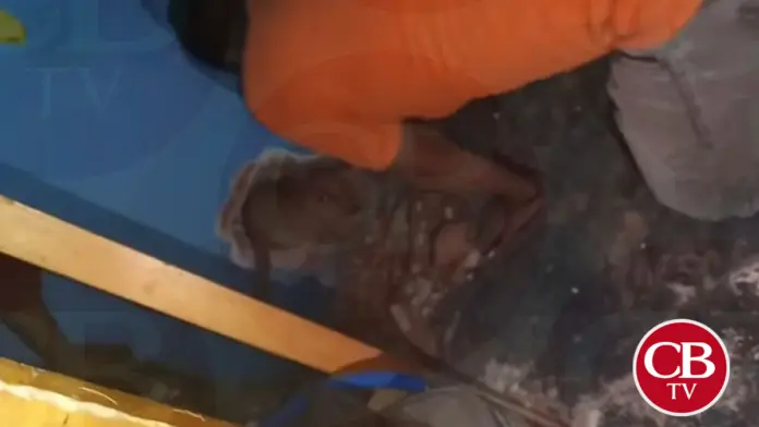 #Video: Protección Civil rescata a perrito atrapado entre dos bardas en Maravatío