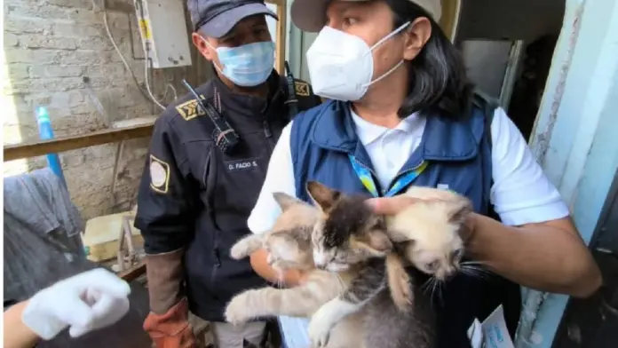 #Video: Rescatan 65 gatos enfermos en CDMX; eran víctimas de maltrato