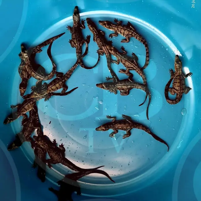 Rescata ciudadano 15 crías de cocodrilos
