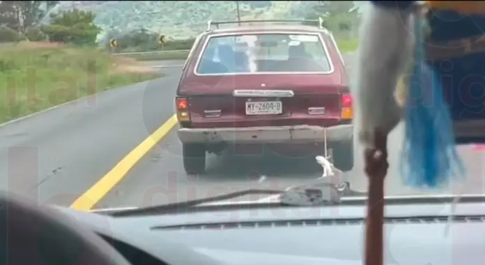 Denuncian brutal crueldad animal