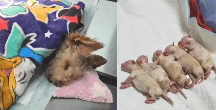 Mueren tres de los cinco cachorros de “Cereza”