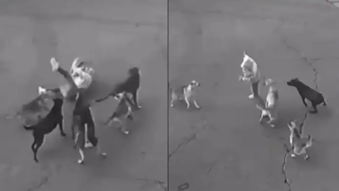 Mujer es atacada por una jauría de perros en EDOMEX; es rescatada por un automovilista | VIDEO