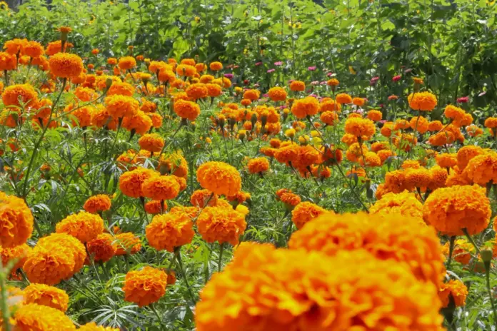 Tarímbaro se prepara para recibir a diez mil visitantes en la feria de la flor de cempasúchil