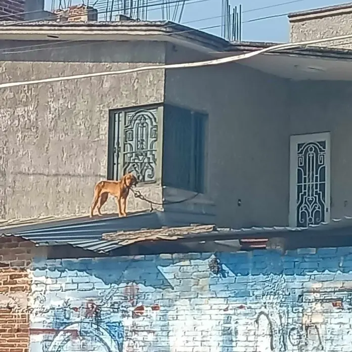 Maravatío, territorio del horror animal: exigen a la FGE detener la impunidad