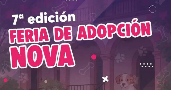 Una docena de michis buscan a su Karen o karencio, en la 7ª Feria de Adopción de la Casita de Frijol