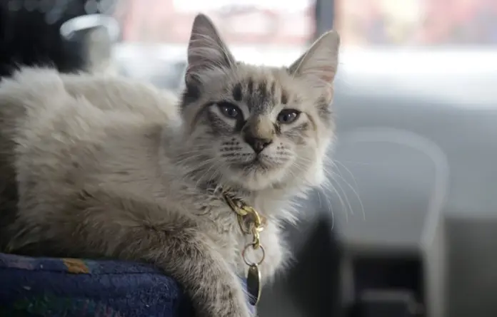 Robaron a Zafiro, el famoso gato microbusero que cobraba el pasaje en Puebla