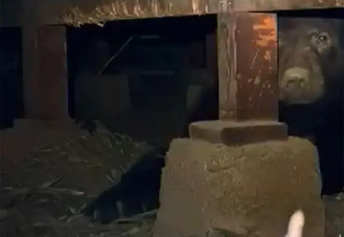 #Video: Oso se pone de roommate en un sótano de un hombre en California