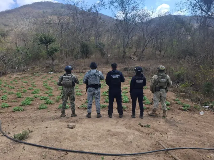 Fuerzas estatales y federales destruyen sembradío de marihuana en Arteaga