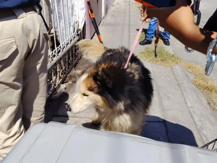 Rescatan a Husky en Tarímbaro