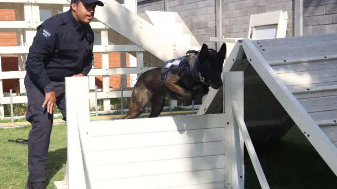 Agrupamiento de Equinos y Caninos se especializa en detección de narcóticos y explosivos: SSP
