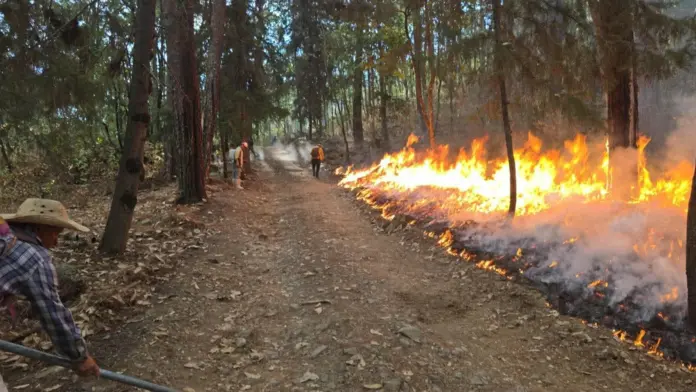 Incendio forestal devasta varias hectáreas en Tzitzio