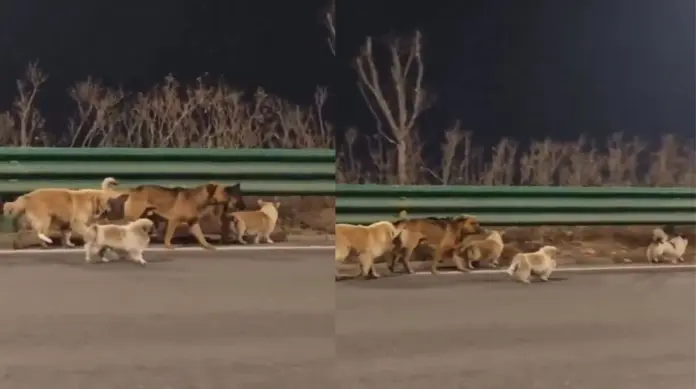 #Video: Perritos son robados pero logran escapar y regresar a casa