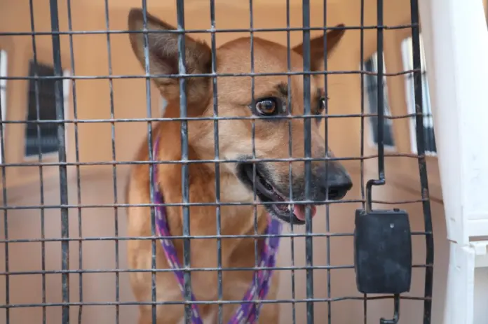 Rescata FGE a dos caninos víctimas de maltrato y abandono, en Morelia
