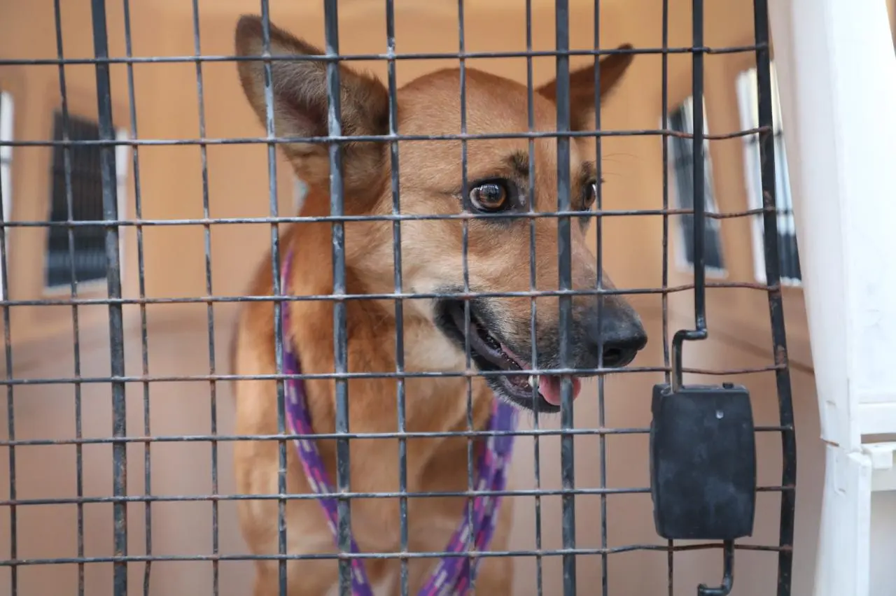 Rescata FGE a dos caninos víctimas de maltrato y abandono, en Morelia Rescata FGE a dos caninos víctimas de maltrato y abandono, en Morelia