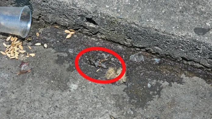 Habitantes de la Colonia Ventura Puente denunciaron un incremento en la inseguridad en calles ubicadas al sur del Mercado Independencia, principalmente
