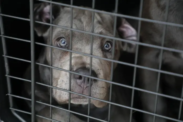 FGE investiga venta ilegal de seres sintientes; rescatan a 8 cachorros y ponen a disposición a dos personas